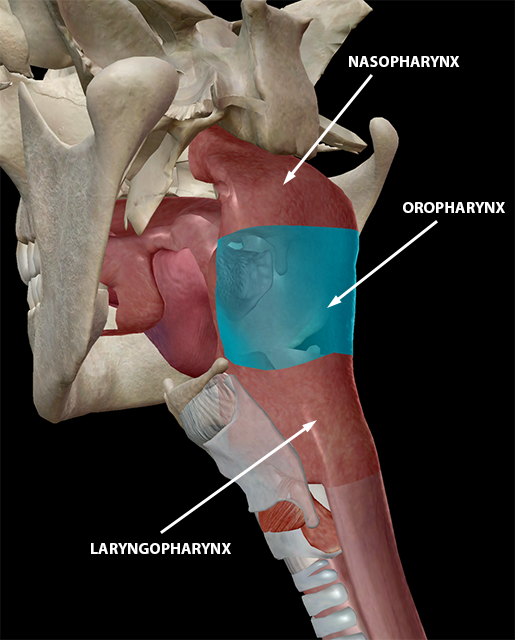 upper-respiratory-system-nasopharynx-oropharynx-layrngopharynx